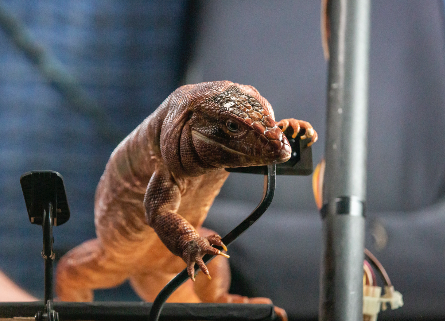 Zeke the Tegu Lizard (voiced by Paul Dobson) showing off his tech skills image on Candypo.com