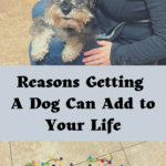 Reasons Getting A Dog Can Add to Your Life on candypo.com lifestyle