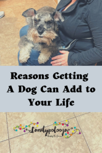 Reasons Getting A Dog Can Add to Your Life on candypo.com lifestyle