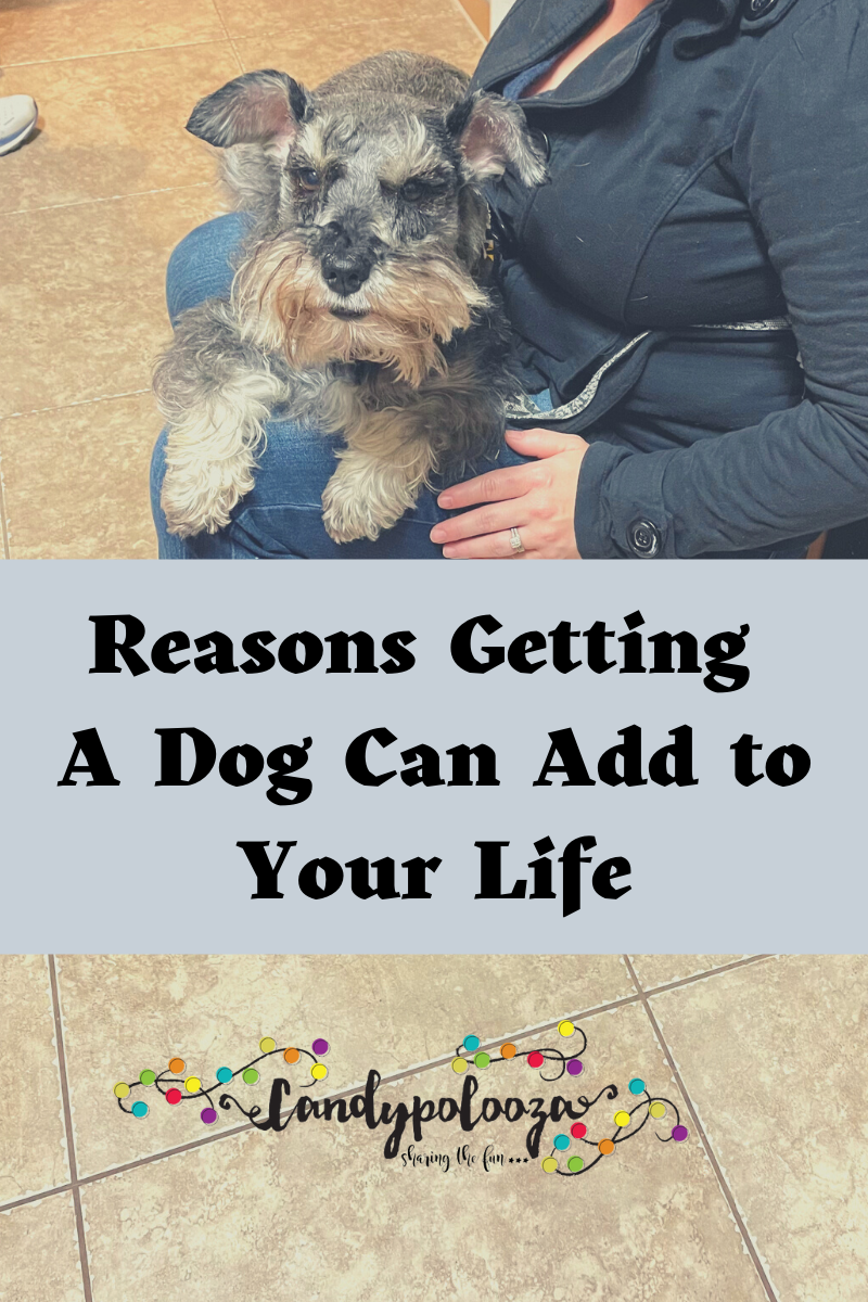 Reasons Getting A Dog Can Add to Your Life on candypo.com lifestyle 